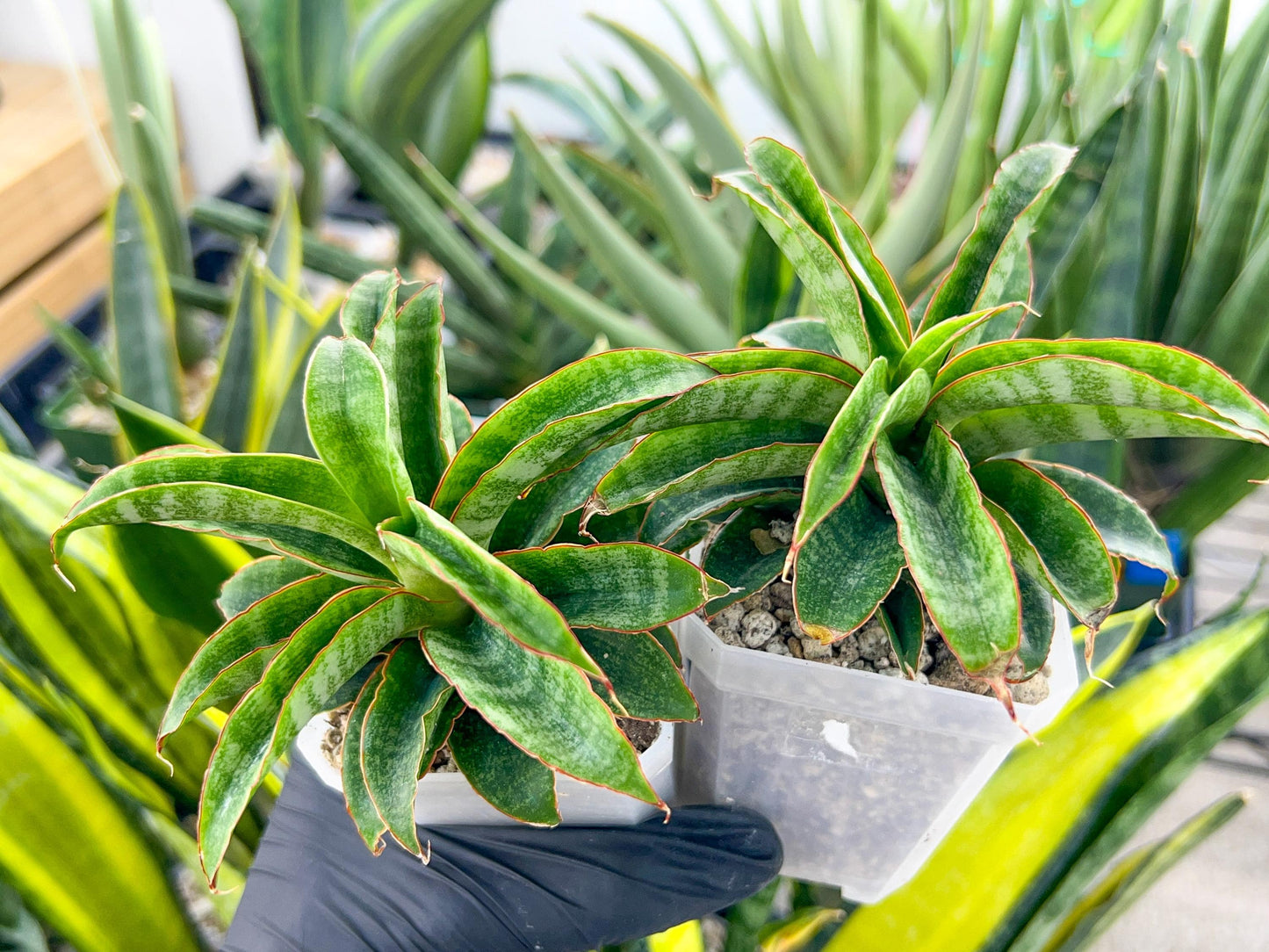 Sansevieria AFF Nalika (H22) | Turn your space into a jungle of rare beauty