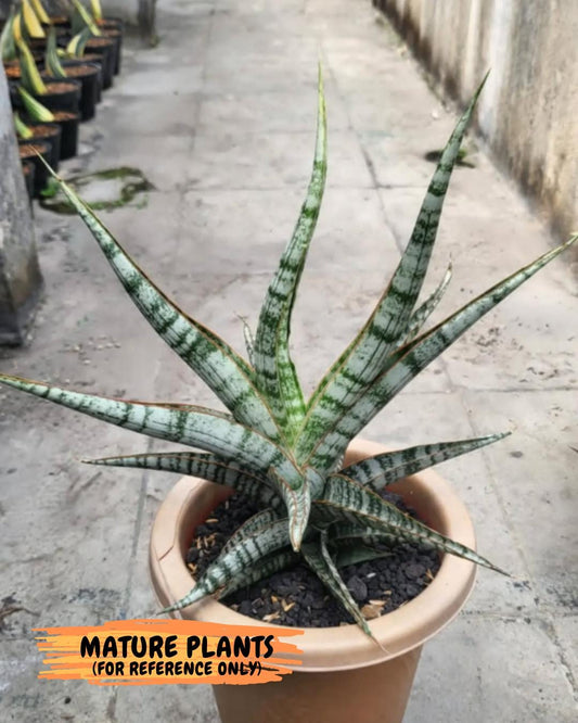 Sansevieria Nogo Geni (H23) | Imported Hybrid