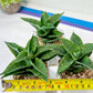 Sansevieria Alabasta (H27) | Imported Snake Plant