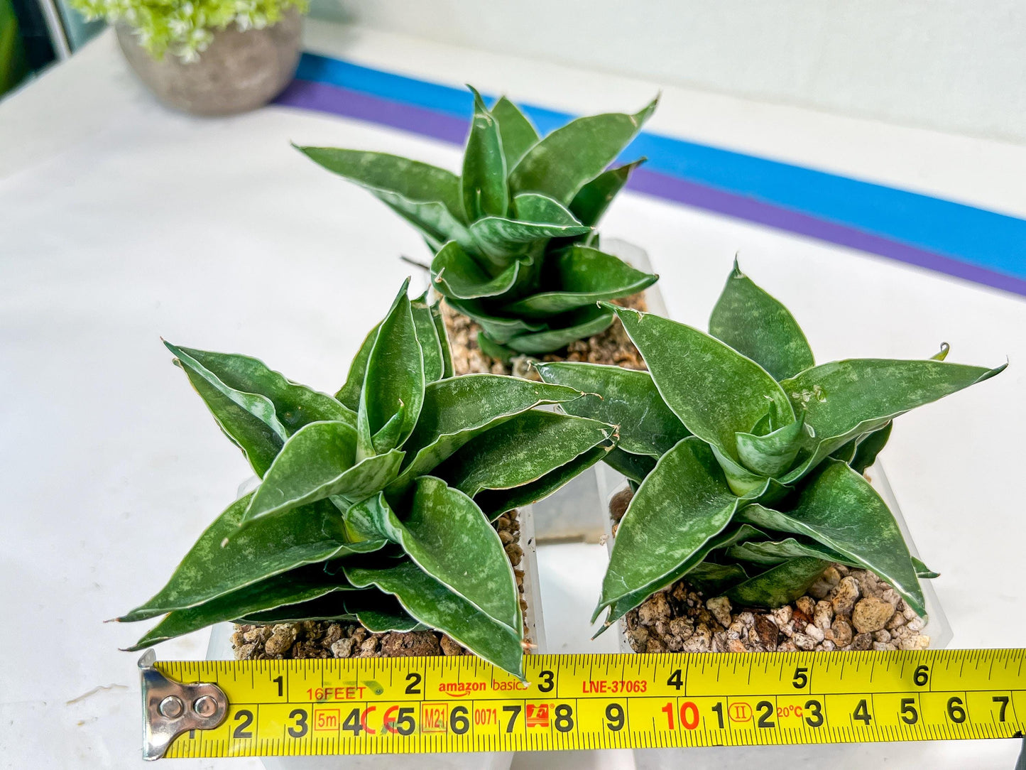 Sansevieria Alabasta (H27) | Imported Snake Plant