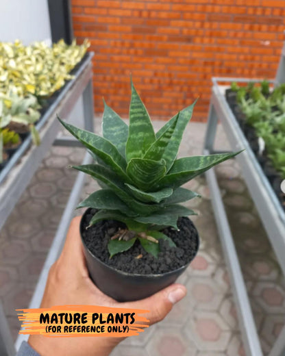 Sansevieria Alabasta (H27) | Imported Snake Plant