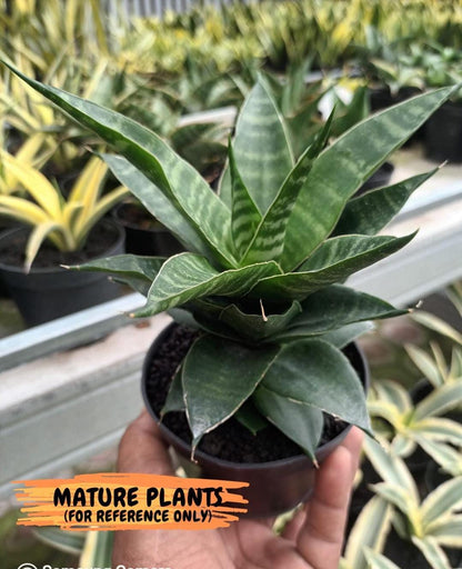 Sansevieria Alabasta (H27) | Imported Snake Plant
