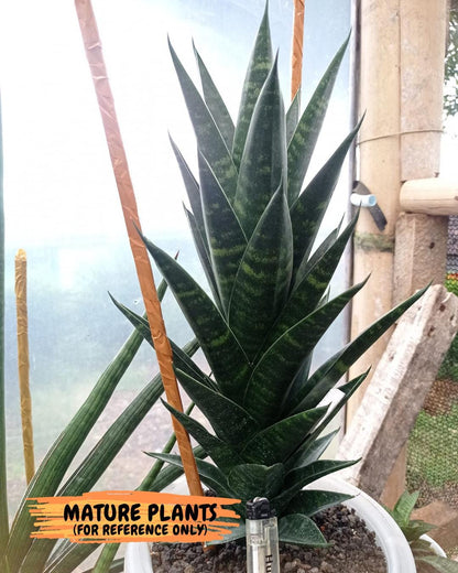 Sansevieria Conan (H27) | Imported Hybrids