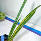 Sansevieria Trifasciata Parva Stick Var | Imported Plants | Rare Hybrid Species