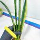 Sansevieria Trifasciata Parva Stick Var | Imported Plants | Rare Hybrid Species