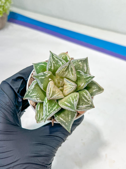 Haworthia Dojakudai Cobbledon | One-of-a-kind foliage—only a few available!