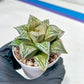 Haworthia Dojakudai Cobbledon | Imported Succulent
