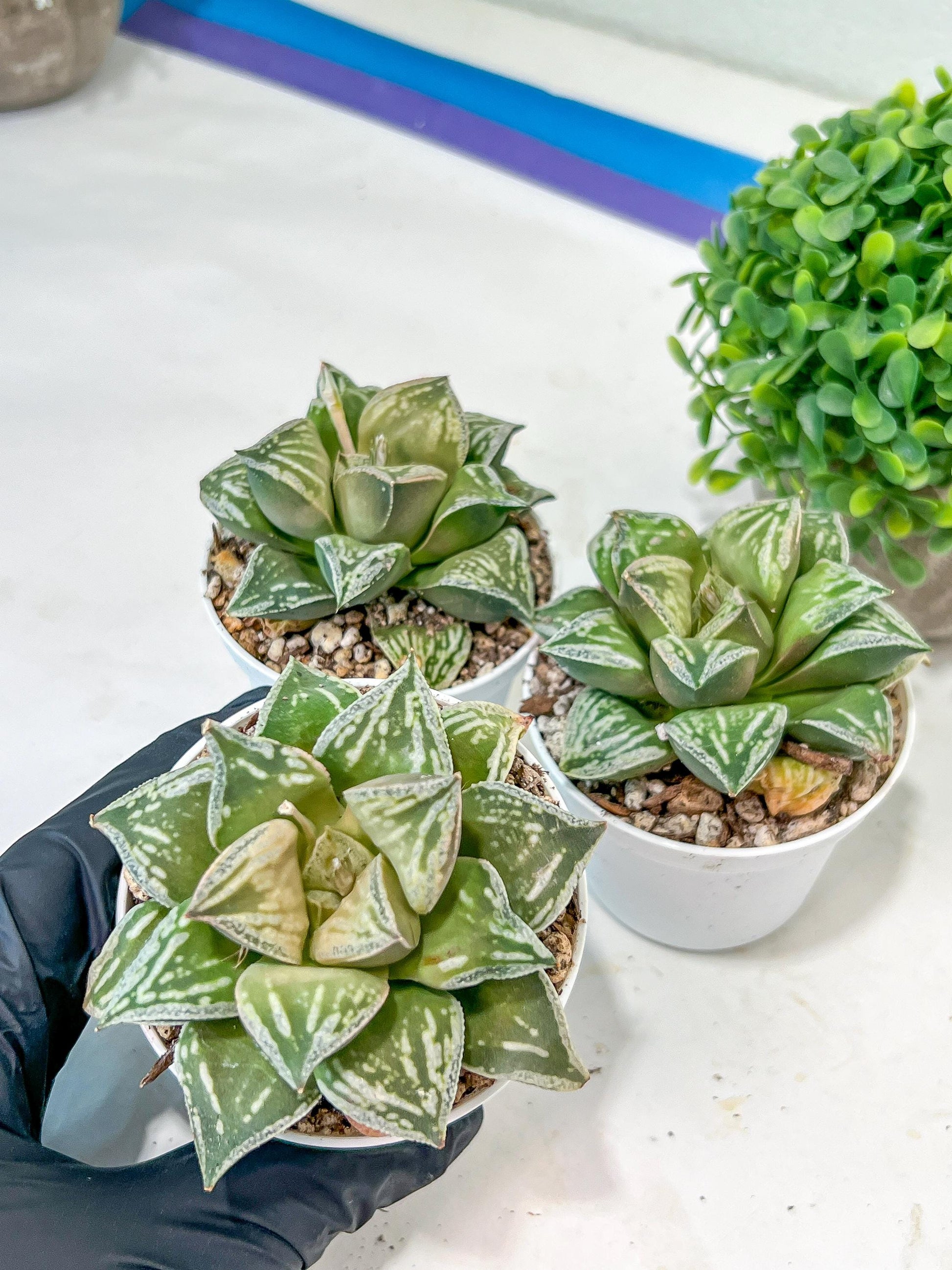 Haworthia Dojakudai Cobbledon | Imported Succulent