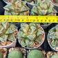 Haworthia Dojakudai Cobbledon | Imported Succulent