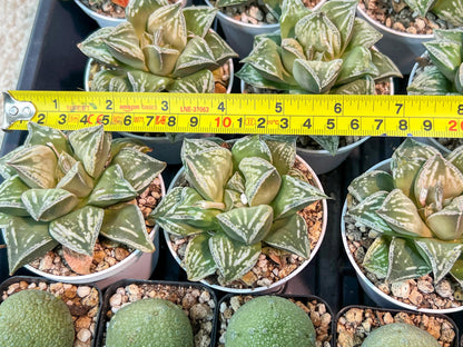 Haworthia Dojakudai Cobbledon | Imported Succulent