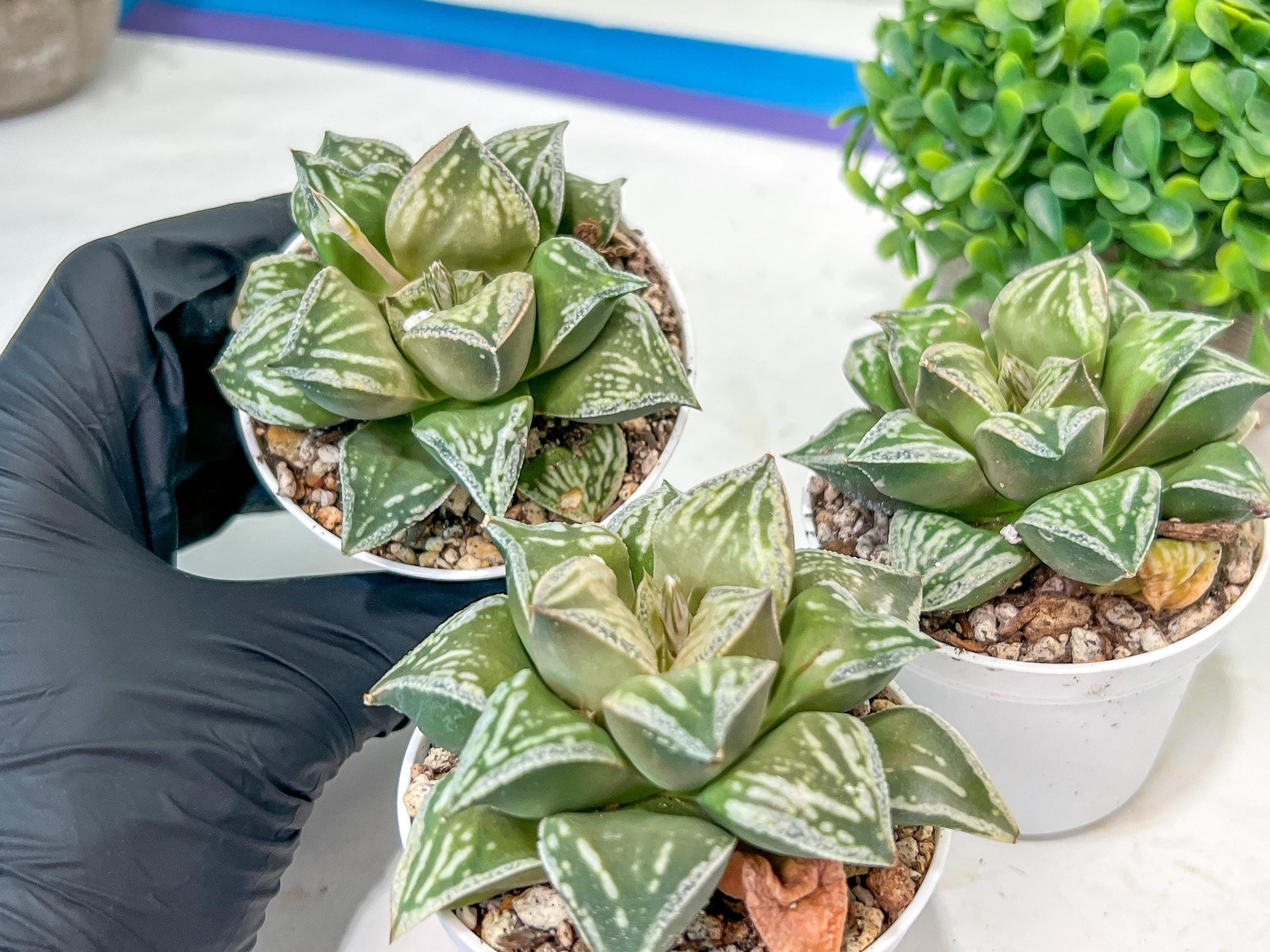 Haworthia Dojakudai Cobbledon | Imported Succulent