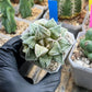 Haworthia Dojakudai Cobbledon | Imported Succulent