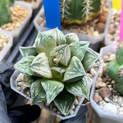 Haworthia Dojakudai Cobbledon | Imported Succulent