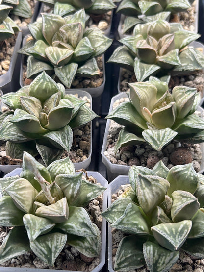 Haworthia Dojakudai Cobbledon | Imported Succulent