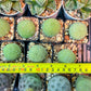 Migiurtinus Balls | Imported Cactus | Rare Succulent