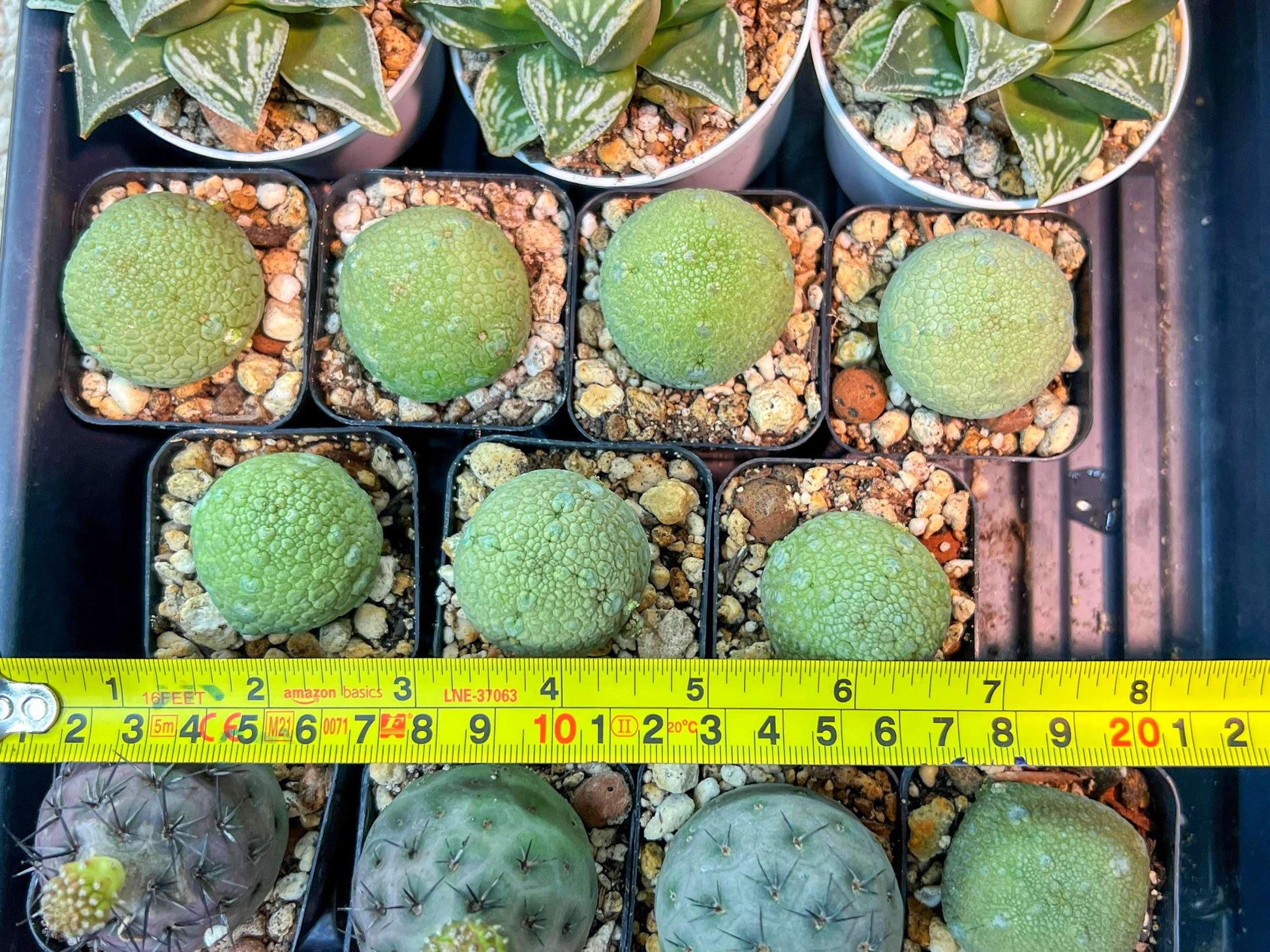 Migiurtinus Balls | Imported Cactus | Rare Succulent