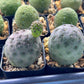 Rare Cactus - Tephrocactus Geometricus | Imported Cactus | Rare Succulent