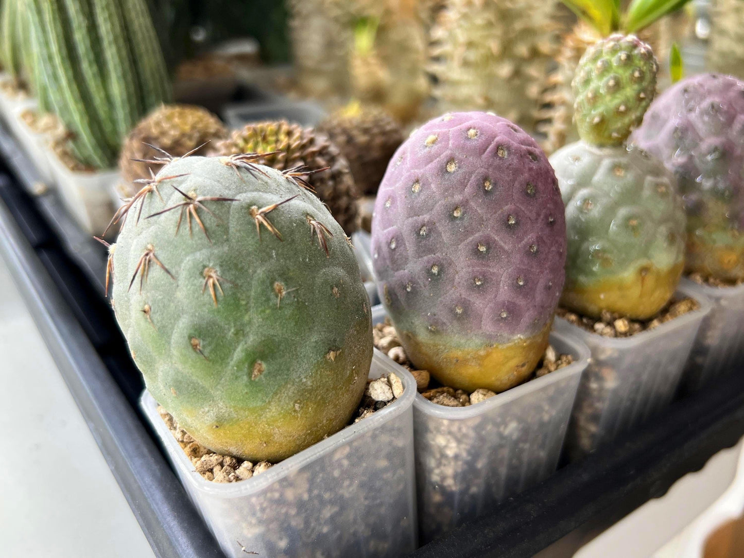 Rare Tephrocactus Geometricus: Single Ball Cactus