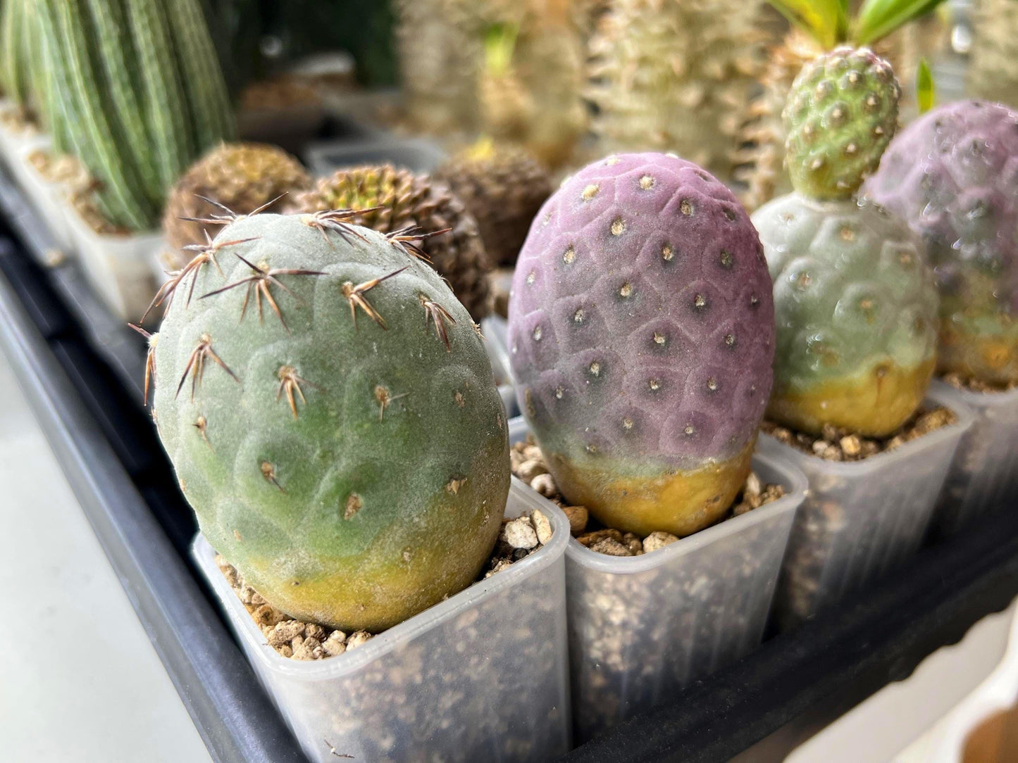 Tephrocactus Geometricus | Single Ball Cactus | Imported Cactus