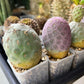Rare Cactus - Tephrocactus Geometricus | Imported Cactus | Rare Succulent