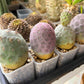 Rare Cactus - Tephrocactus Geometricus | Imported Cactus | Rare Succulent