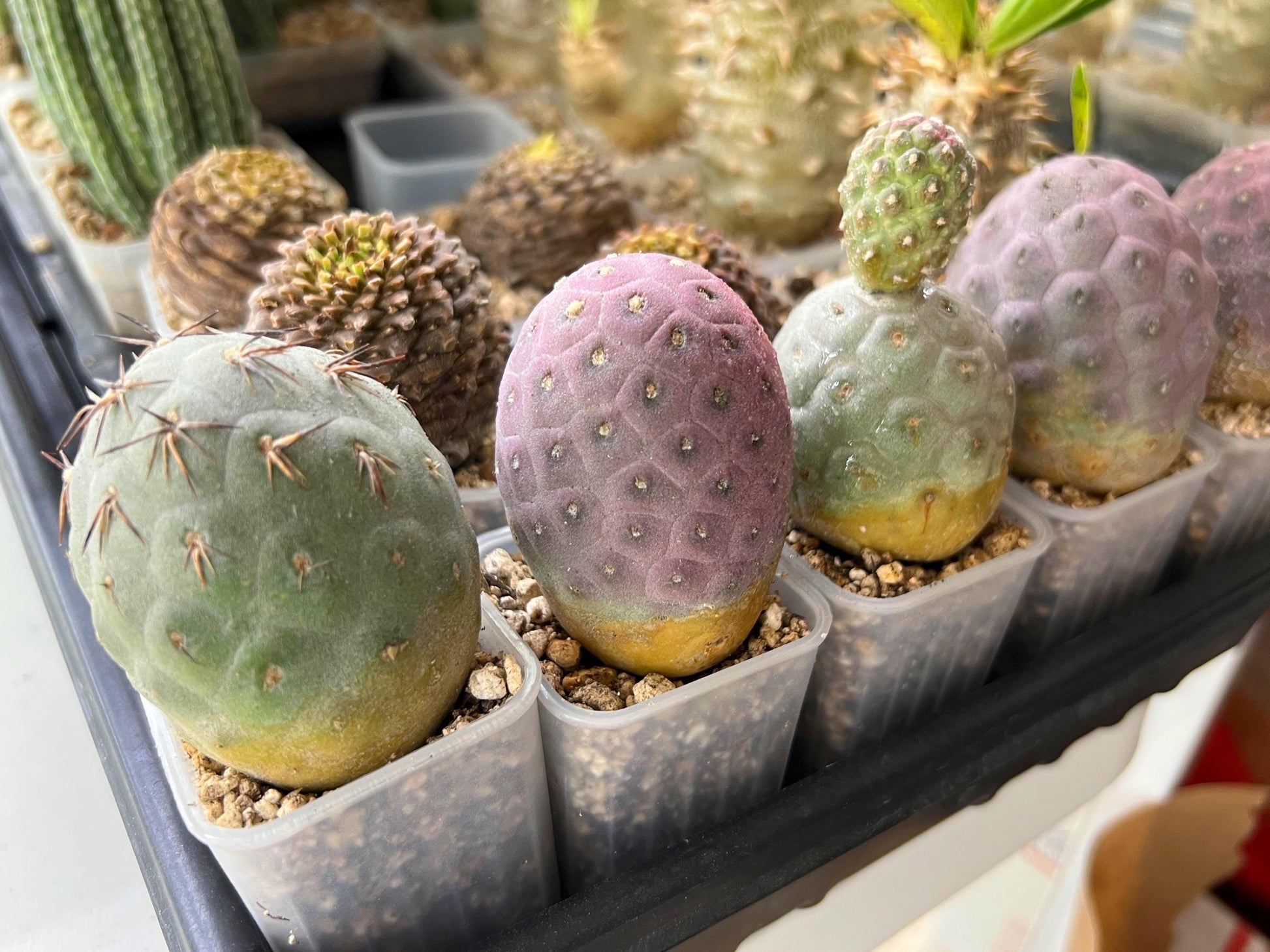 Tephrocactus Geometricus | Single Ball Cactus | Imported Cactus