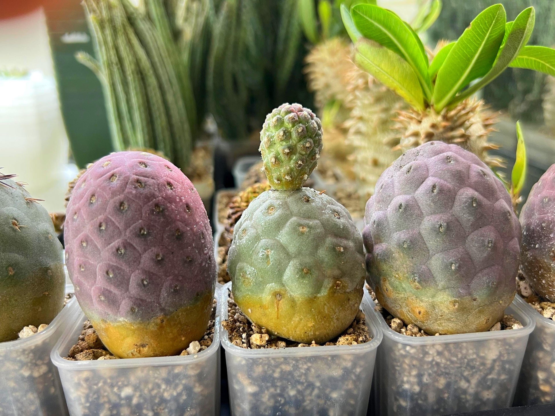 Rare Tephrocactus Geometricus: Single Ball Cactus