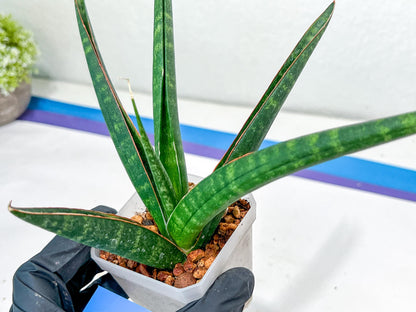Sansevieria Snowie (#C8) | Imported Plants | Rare Hybrid Species