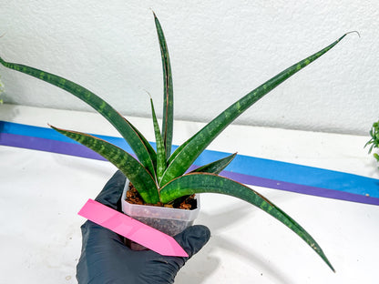 Sansevieria Snowie (#C8) | Imported Plants | Rare Hybrid Species