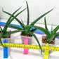 Sansevieria Snowie (#C8) | Imported Plants | Rare Hybrid Species
