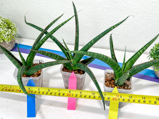 Sansevieria Snowie (#C8) | Imported Plants | Rare Hybrid Species