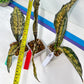 Sansevieria Kirkii Coppertone Variegated (G2) | Rare houseplants like this don’t last long