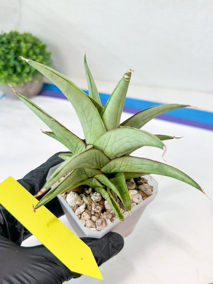 Sansevieria Asawin (A7) | Imported Plants | Rare Hybrid Species