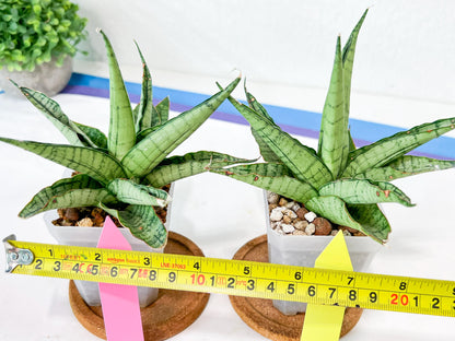 Sansevieria Himalayan (A7) | Imported Plants | Rare Hybrid Species