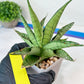Sansevieria Himalayan (A7) | Rare houseplants like this don’t last long