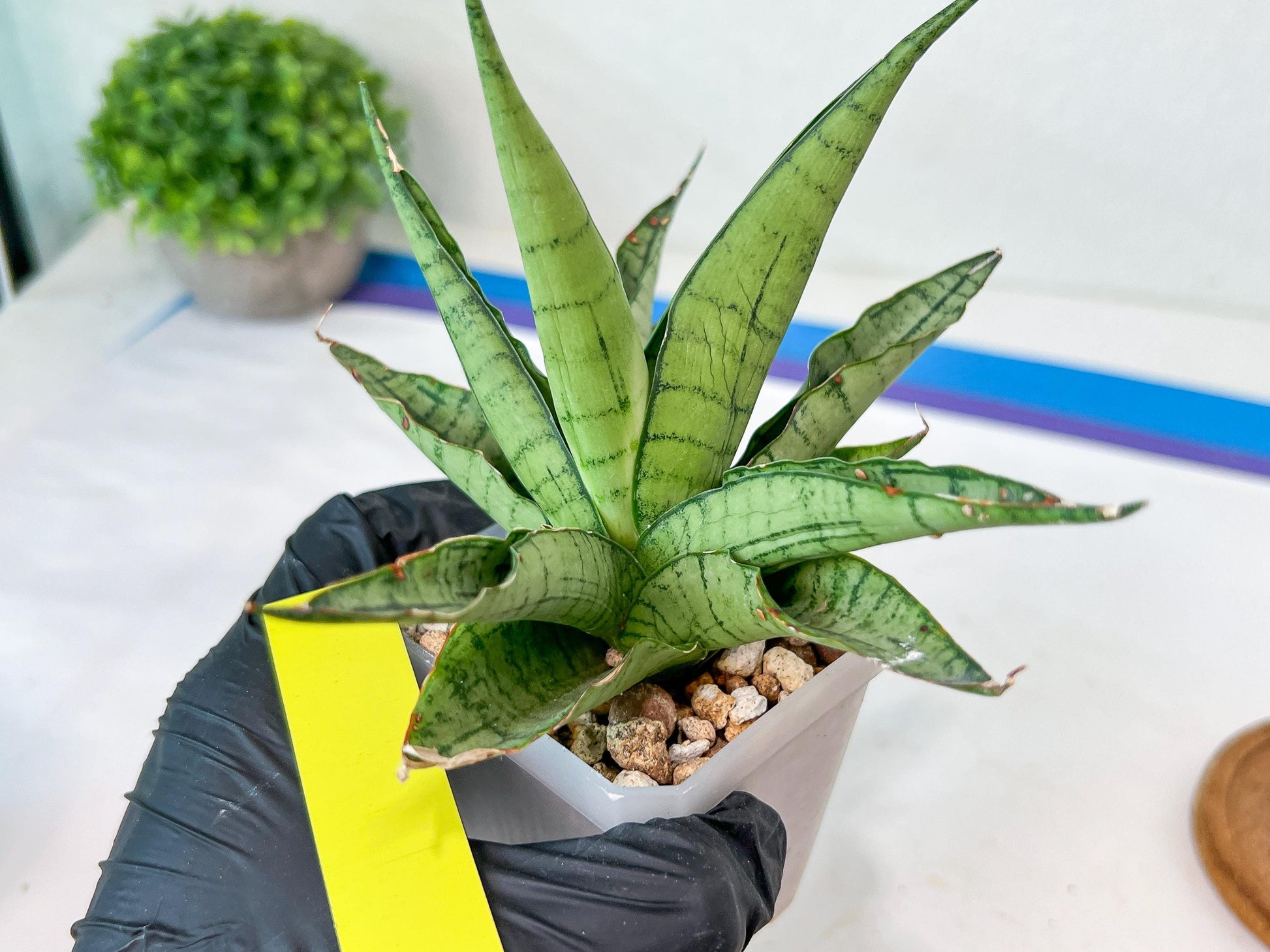 Sansevieria Himalayan (A7) | Rare houseplants like this don’t last long