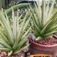 Sansevieria Himalayan (A7) | Rare houseplants like this don’t last long