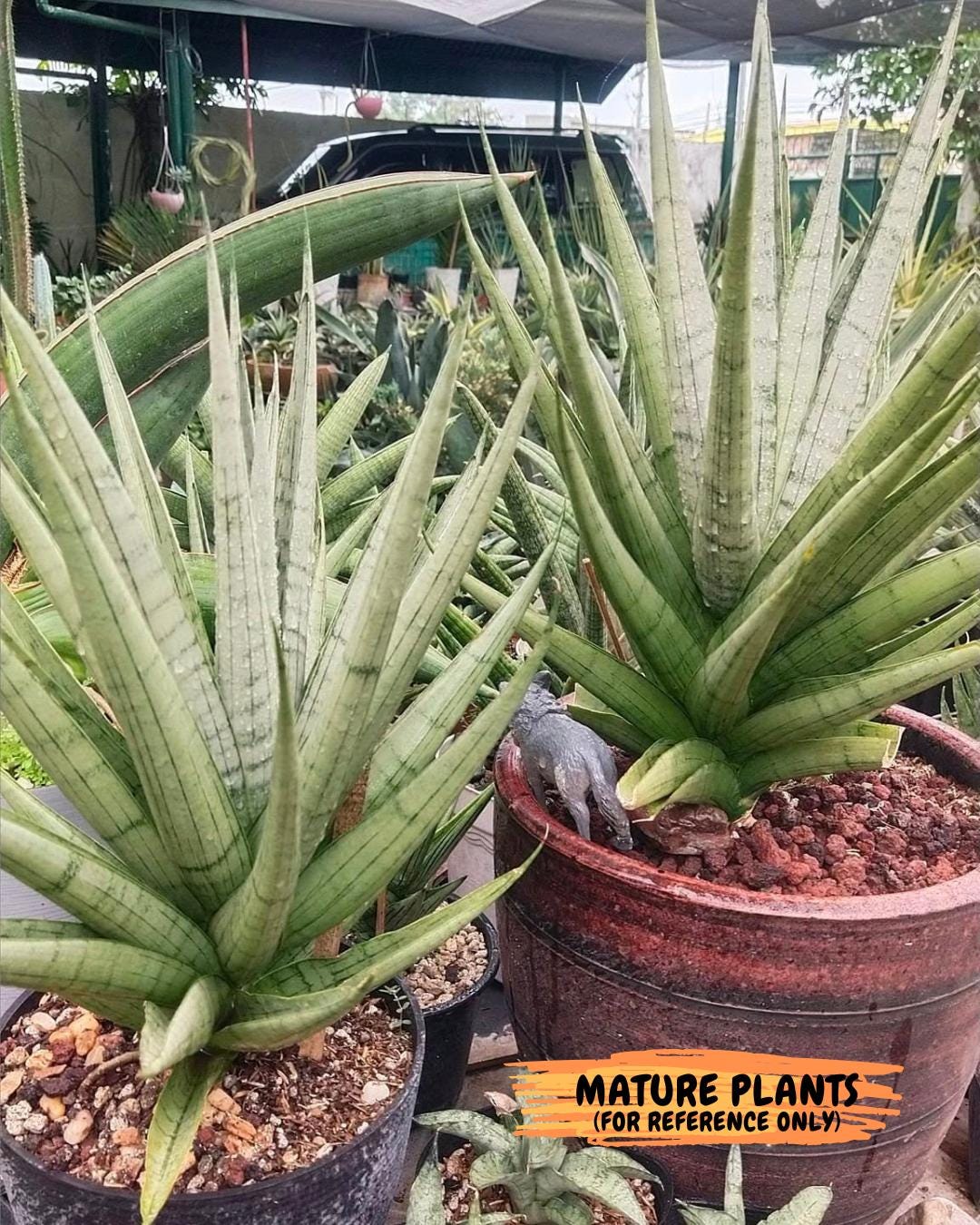 Sansevieria Himalayan (A7) | Rare houseplants like this don’t last long