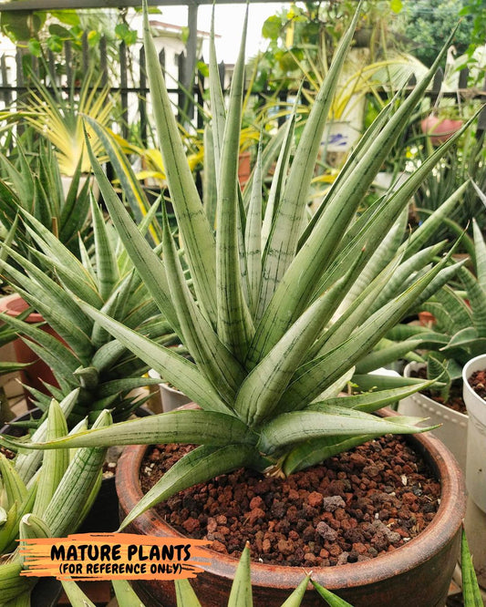 Sansevieria Himalayan (A7) | Imported Plants | Rare Hybrid Species