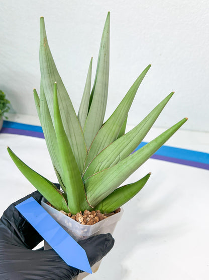 Sansevieria Chanin XL (#R54) | Imported Plants | Rare Hybrid Species