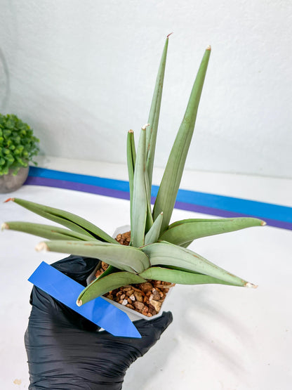 Sansevieria Bai Bid XL | Imported Plants | Rare Hybrid Species