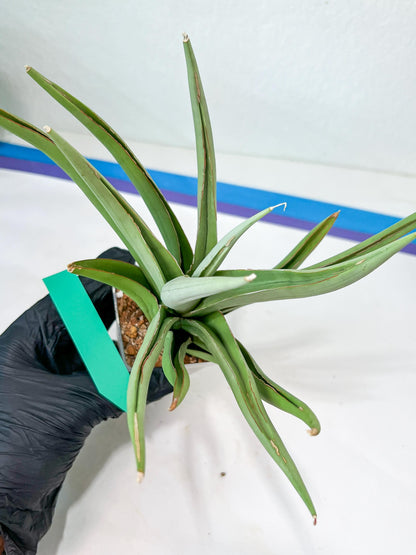 Sansevieria Bai Bid XL | Imported Plants | Rare Hybrid Species
