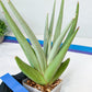 Sansevieria Bai Bid XL | Selling fast—grab it before someone else does!