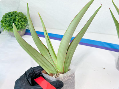 Sansevieria Chao Praya | Imported Plants | Rare Hybrid Species