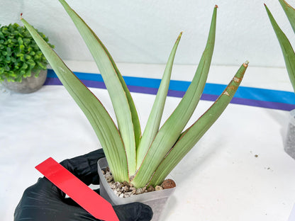Sansevieria Chao Praya | Imported Plants | Rare Hybrid Species