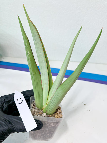 Sansevieria Chao Praya | Imported Plants | Rare Hybrid Species