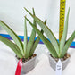 Sansevieria Chao Praya | Imported Plants | Rare Hybrid Species