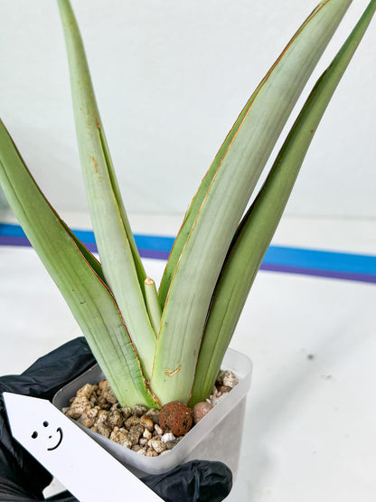 Sansevieria Chao Praya | Imported Plants | Rare Hybrid Species