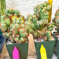 Cereus Forbesii Monstrose Variegated | Imported Cactus | Rare Succulent