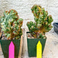 Cereus Forbesii Monstrose Variegated | Imported Cactus | Rare Succulent